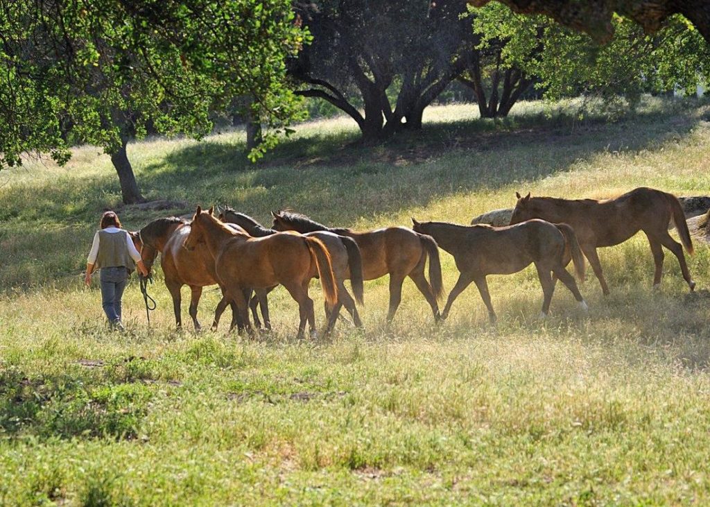 Fairlea Ranch Badger