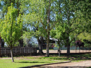 Fairlea Ranch Exeter