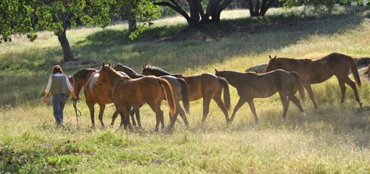 Fairlea Ranch Badger