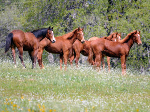 Fairlea Ranch Sale horses